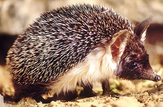 desert-hedgehog-africa-middle-east - Morbi Update
